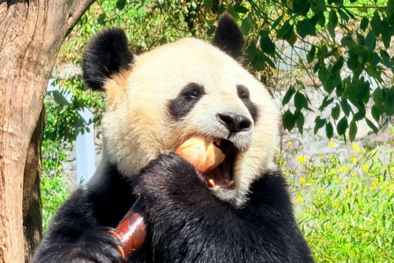 Giant panda eating bamboo at Wolong Panda Base in Sichuan
