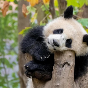 Giant panda resting on a tree at Wolong Panda Base in Sichuan