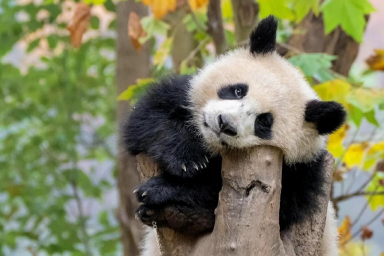 Giant panda resting on a tree at Wolong Panda Base in Sichuan