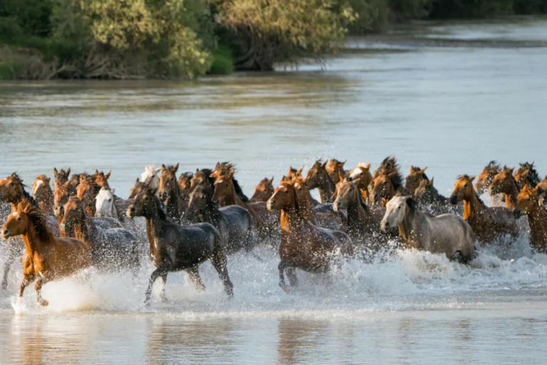 Horses crossing the river during the Tianma horse bathing event in Zhaosu, Xinjiang