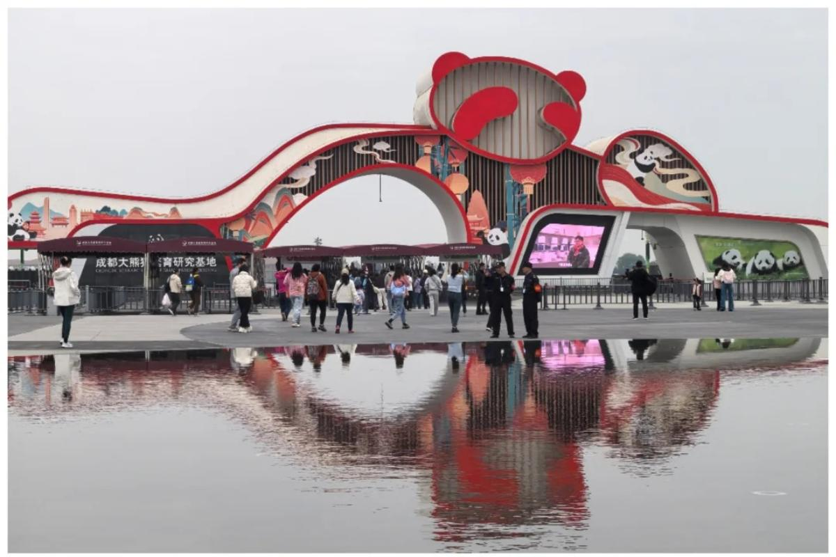 Giant panda visit during a Chengdu itinerary