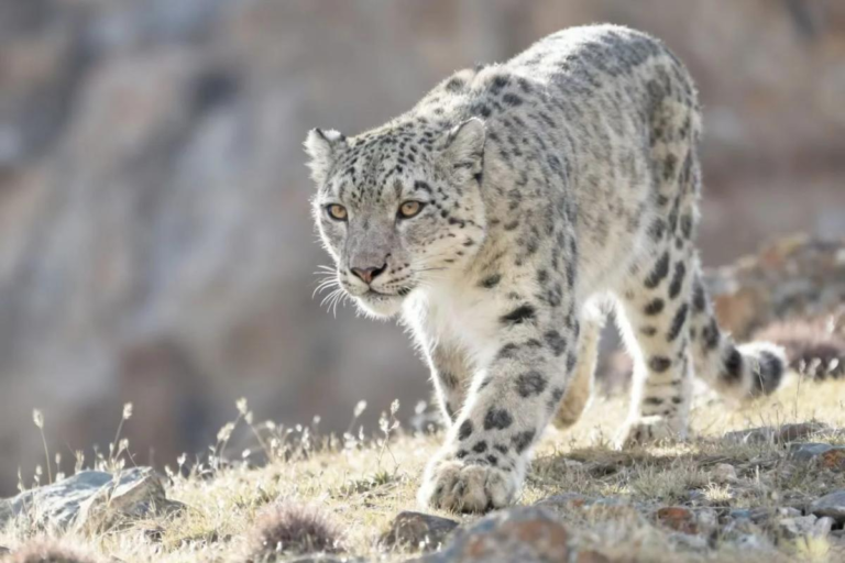 Rocky snow leopard habitat in Sanjiangyuan on the Tibetan Plateau