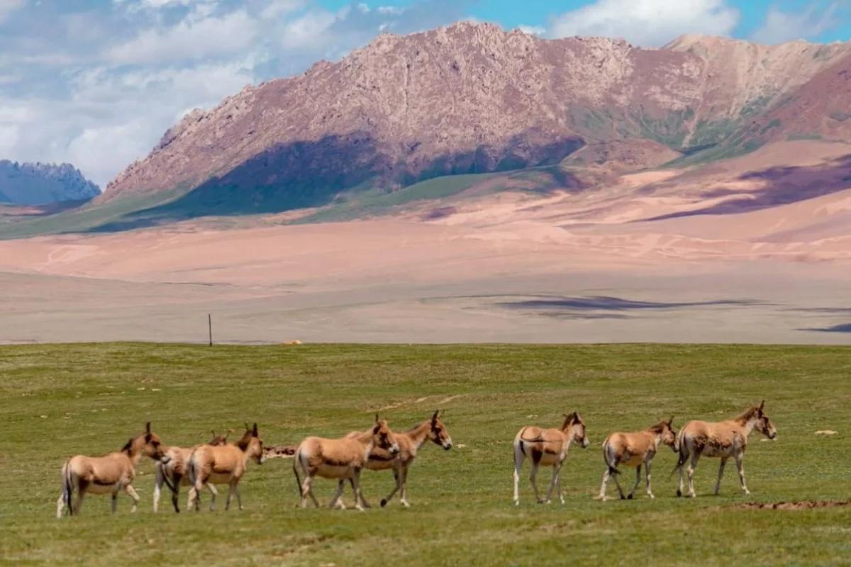 High-altitude grasslands and mountains in Sanjiangyuan on the Tibetan Plateau