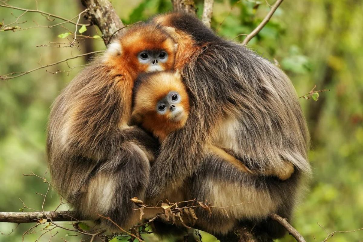 Golden snub-nosed monkey in Tangjiahe, Sichuan