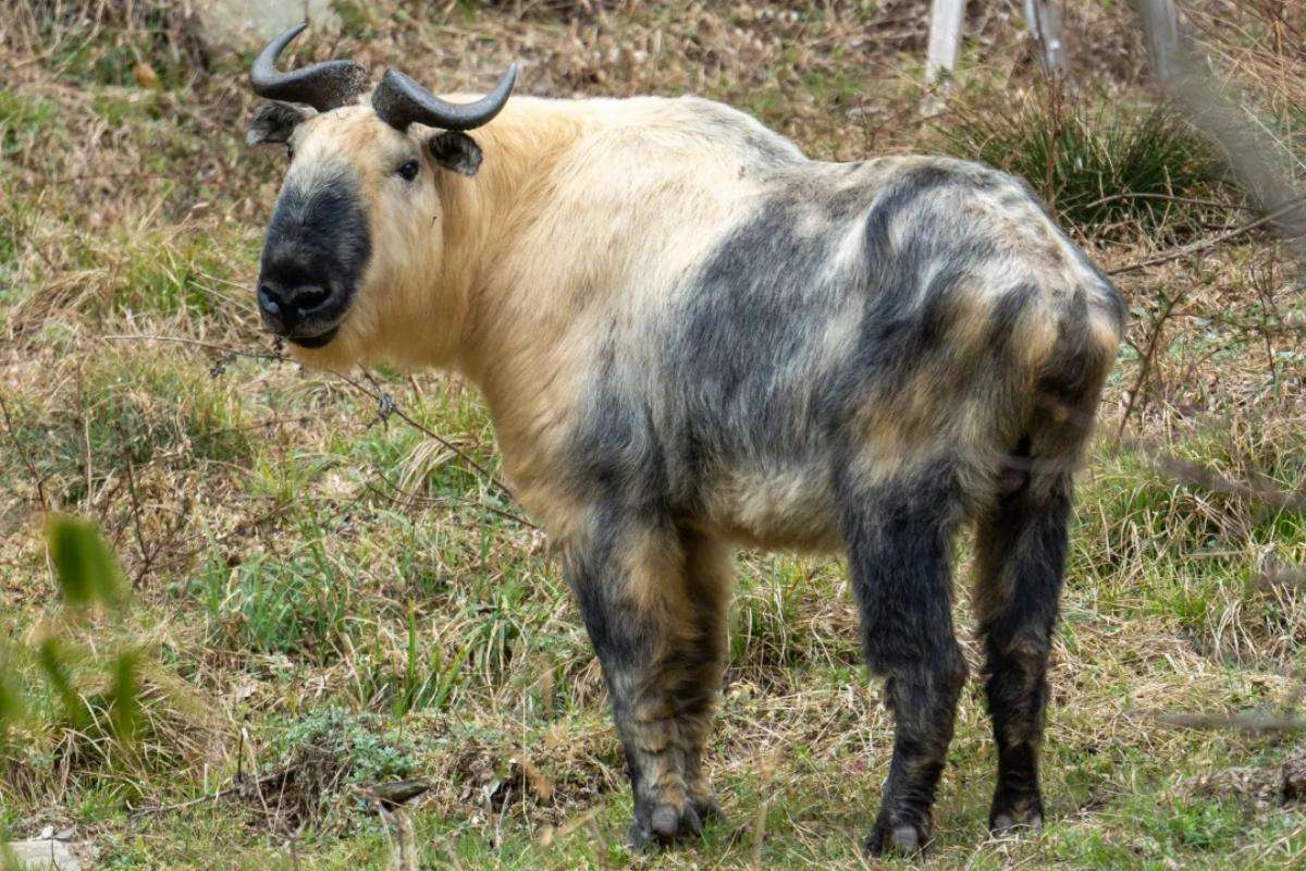 Sichuan takin in Tangjiahe wildlife habitat