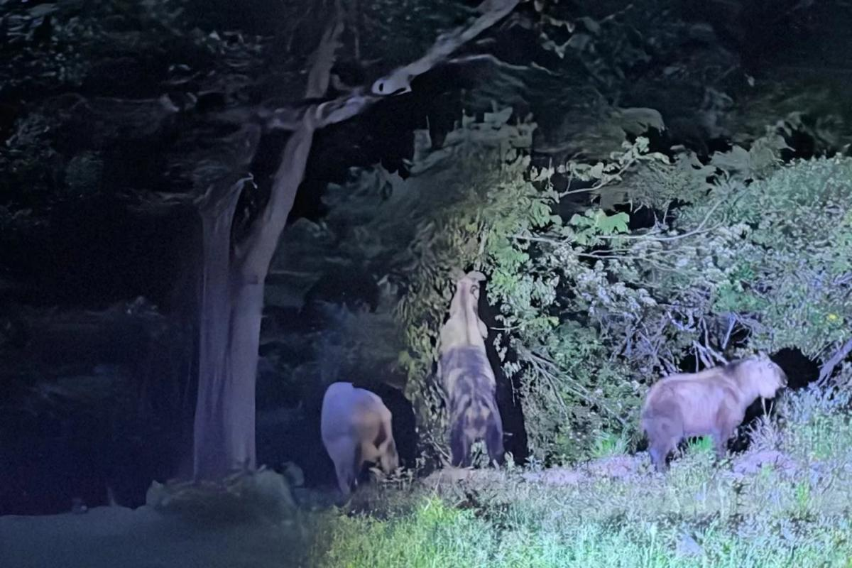 Wildlife observation along forest valleys in Tangjiahe, Sichuan