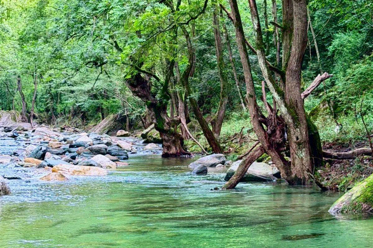 Forest and river habitat in Tangjiahe Nature Reserve, Sichuan