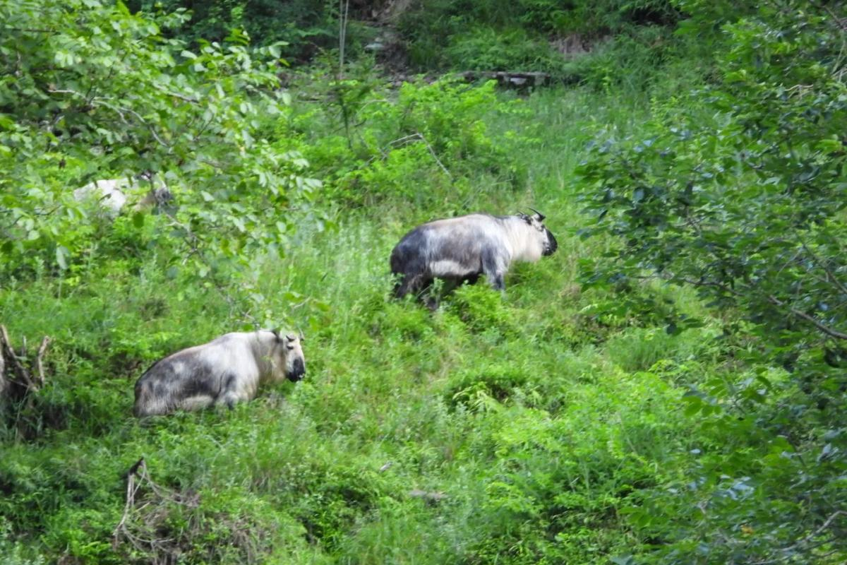 Mountain forest wildlife habitat in Tangjiahe, Sichuan, China