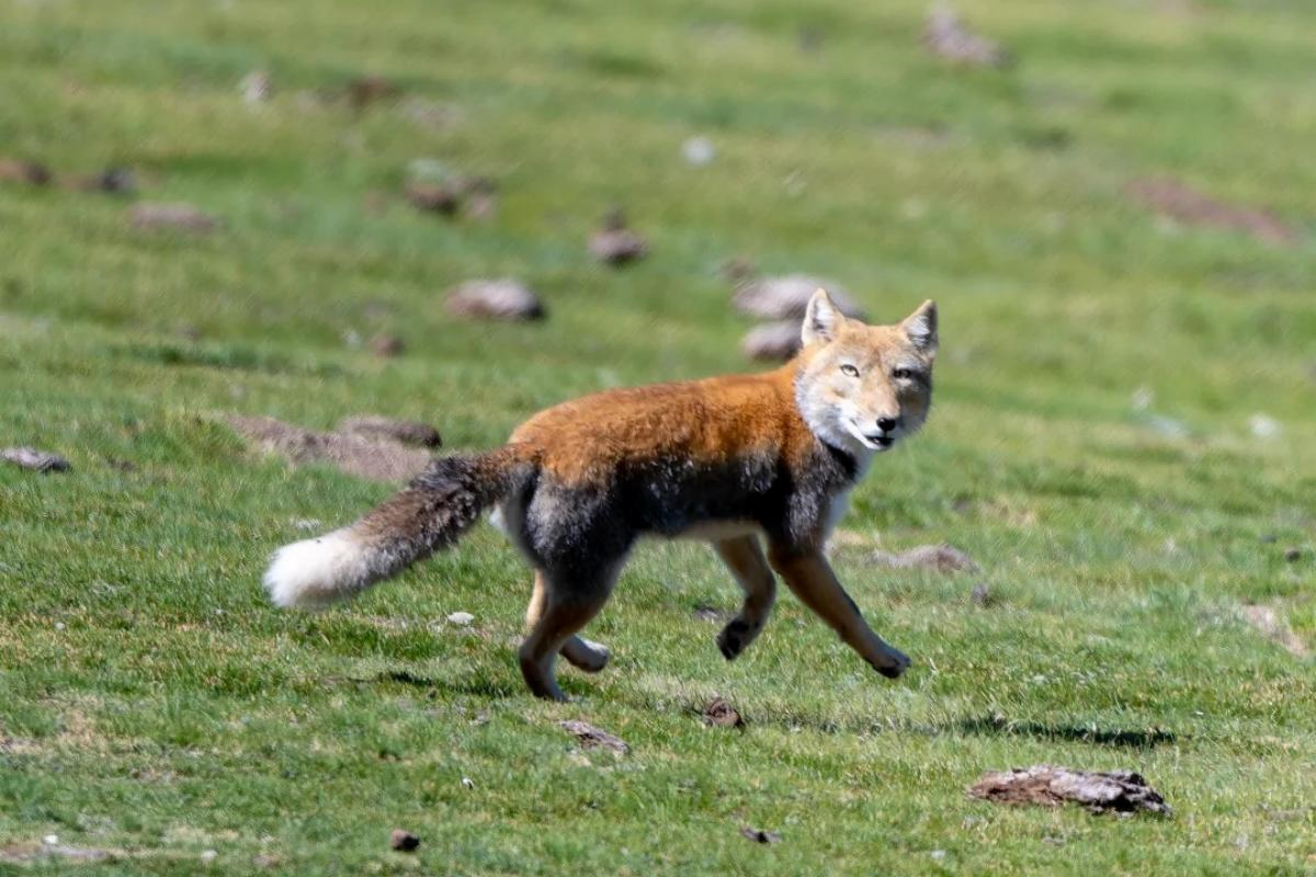 Tibetan fox in high-altitude grassland in Sanjiangyuan, China