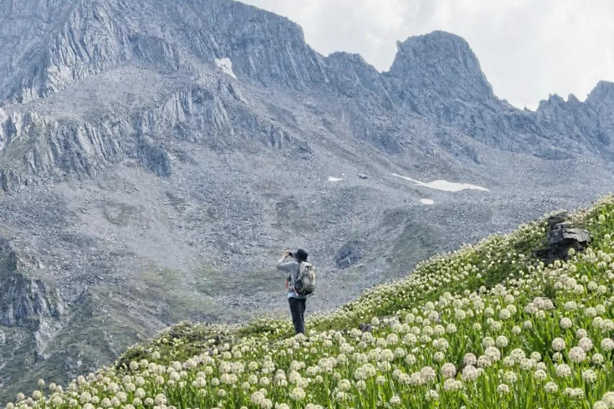 Summer wildflowers and alpine meadows on a Western Sichuan trek
