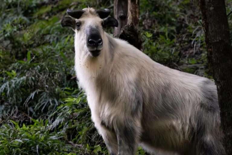 Sichuan takin in Tangjiahe Nature Reserve, Sichuan, China