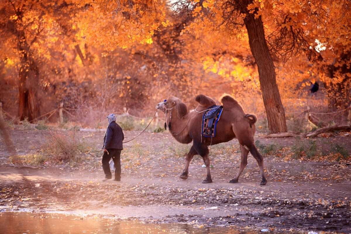xinjiang, nature, outdoor, xinjiang, xinjiang, xinjiang, xinjiang, xinjiang