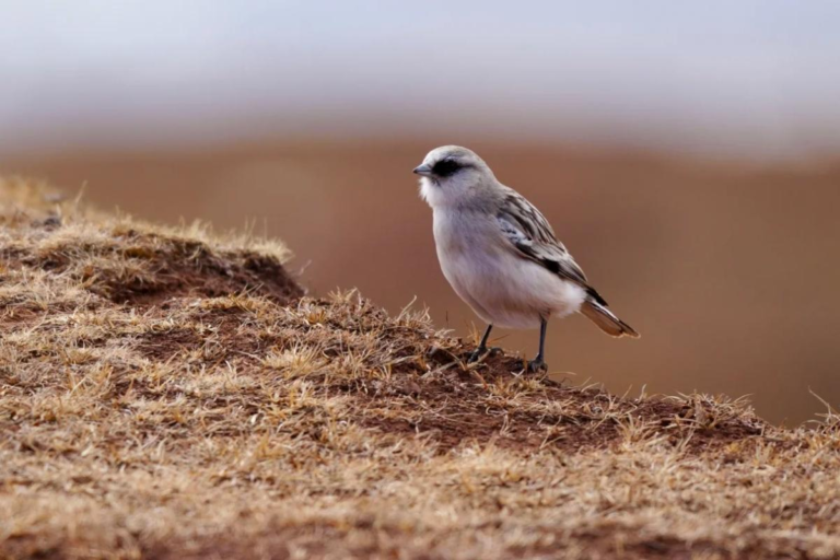 Wild high-altitude bird in the Hengduan Mountains of western China