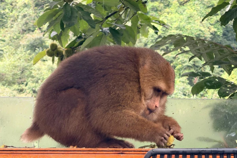 Wild macaque along a forest trail on Mt. Emei