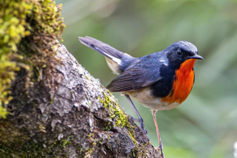 Red-flanked bluetail in the mountain forest of Wawushan, Sichuan