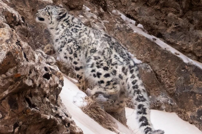 Wild snow leopard on a rocky mountain slope in Sanjiangyuan, Qinghai