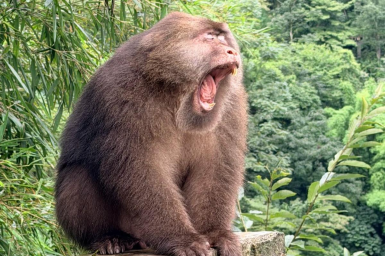 Tibetan macaque in the forests of Mt. Emei, Sichuan