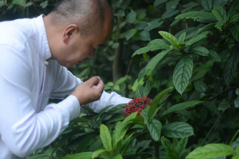 Wang Hu gathering local medicinal herbs in the mountains of Mt. Emei